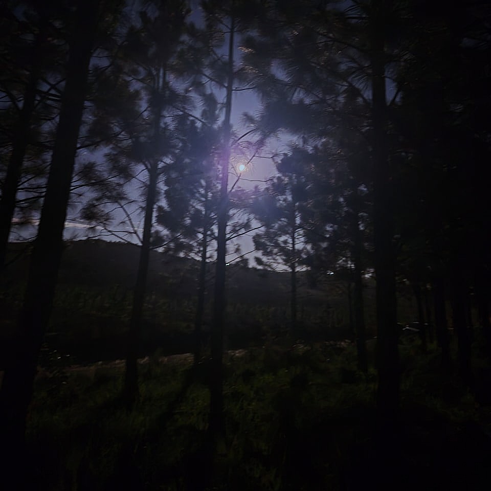 Lady Slipper Night Hike - Image 5